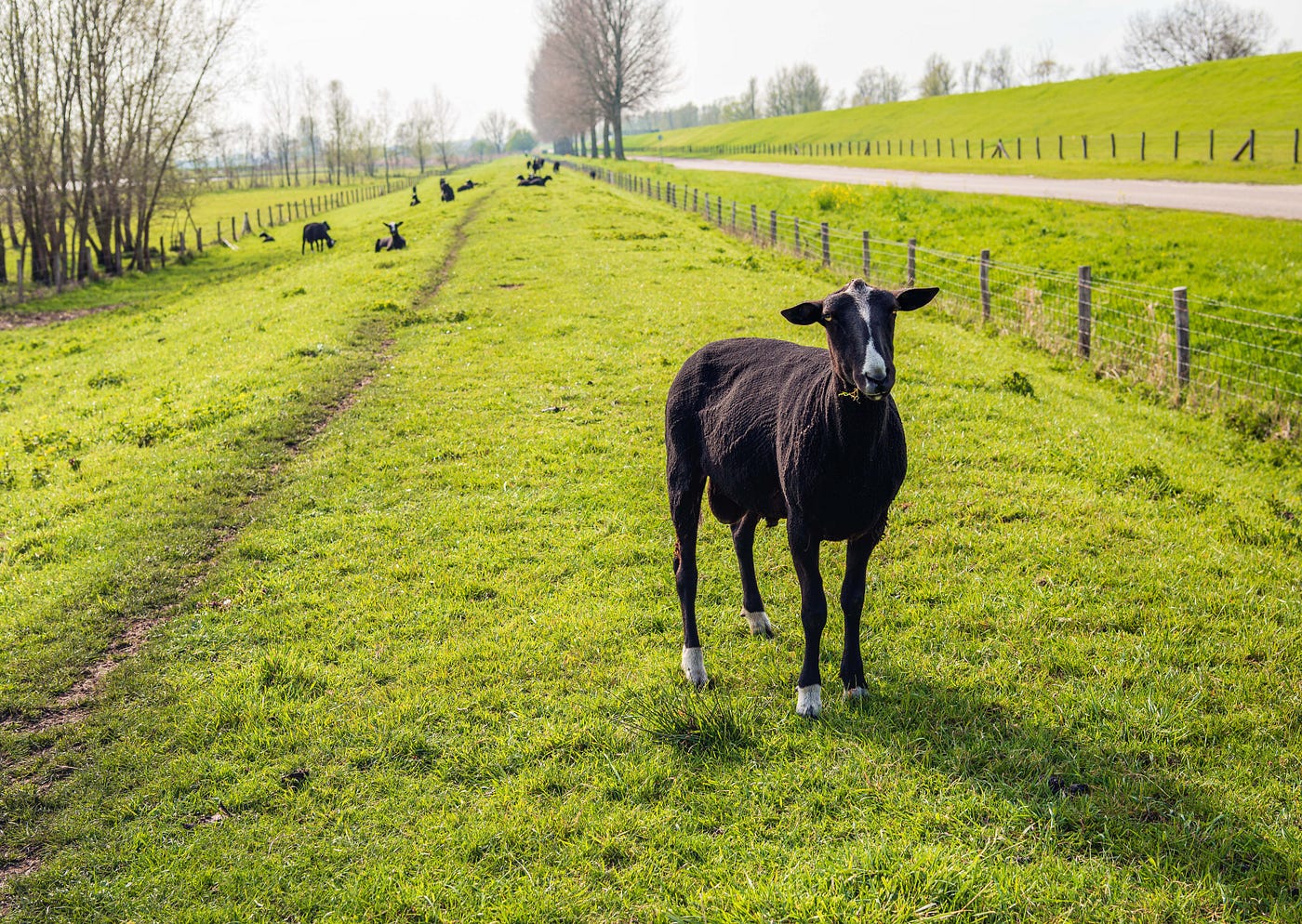 A newly shorn black sheep stands in the foreground of a green pasture, looking at the camera. There is A fence to its right and trees and more sheep lying down in the back left.