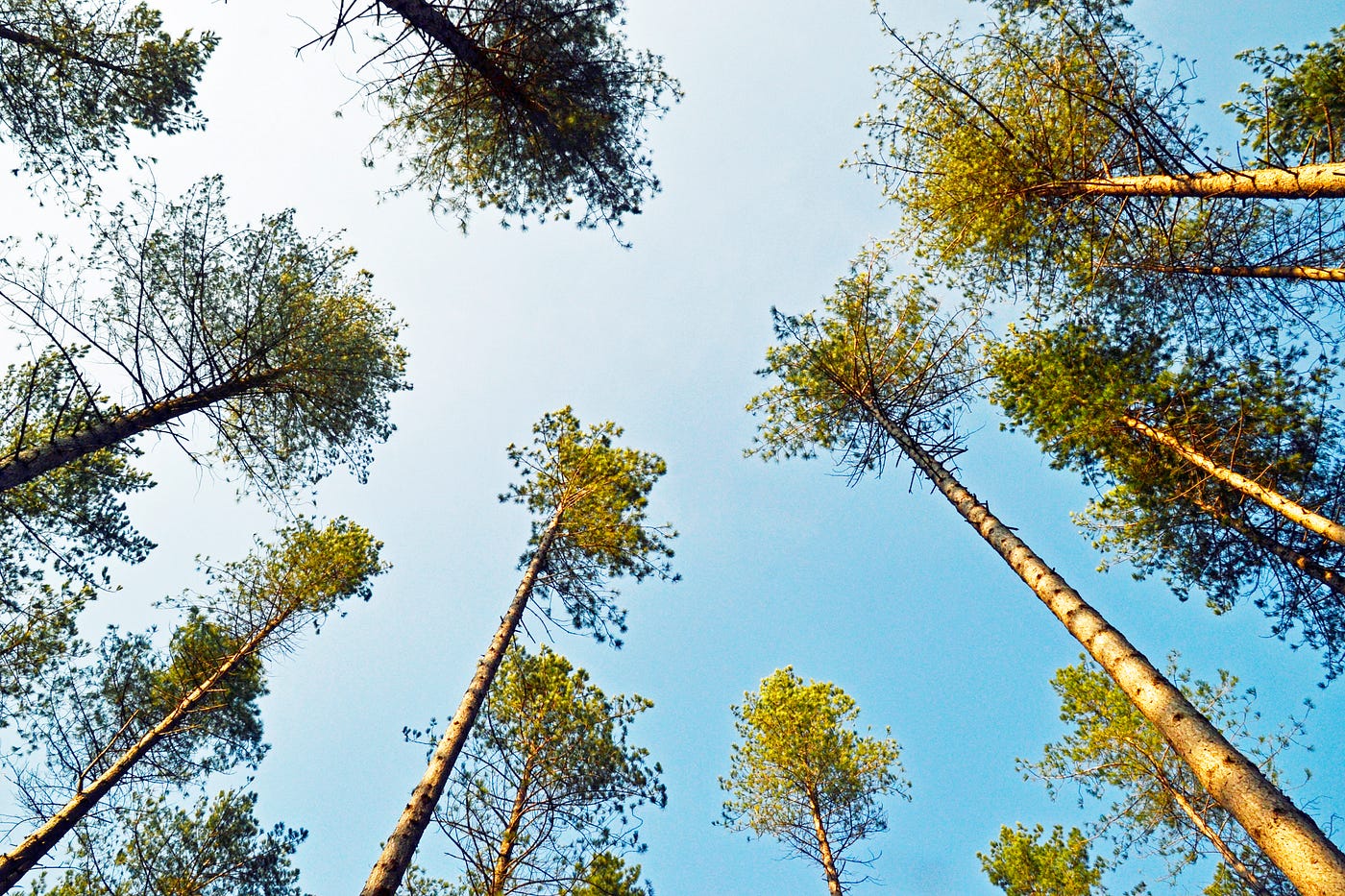 Tall trees seen from below looking into a blue sky