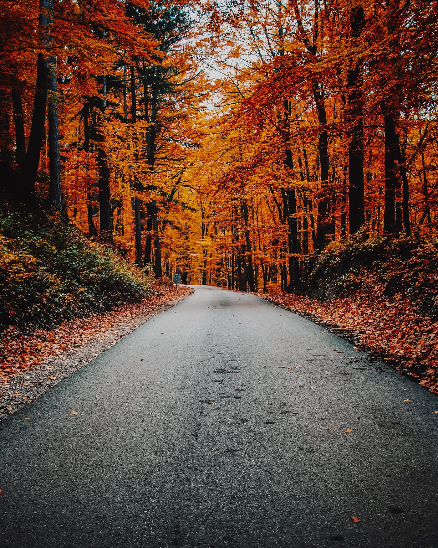 A quiet road leading through an autumnal forest full of oranges and reds