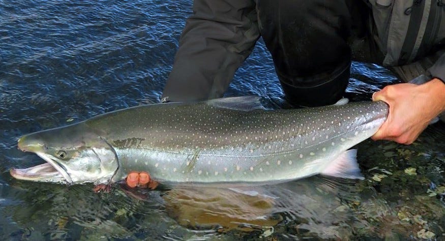 a silvery dolly varden held in the water