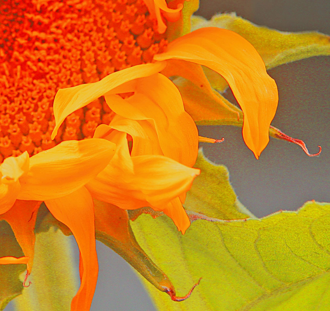 The Sunflower is one of the Most Cheerful Flowers Around. by nareeta