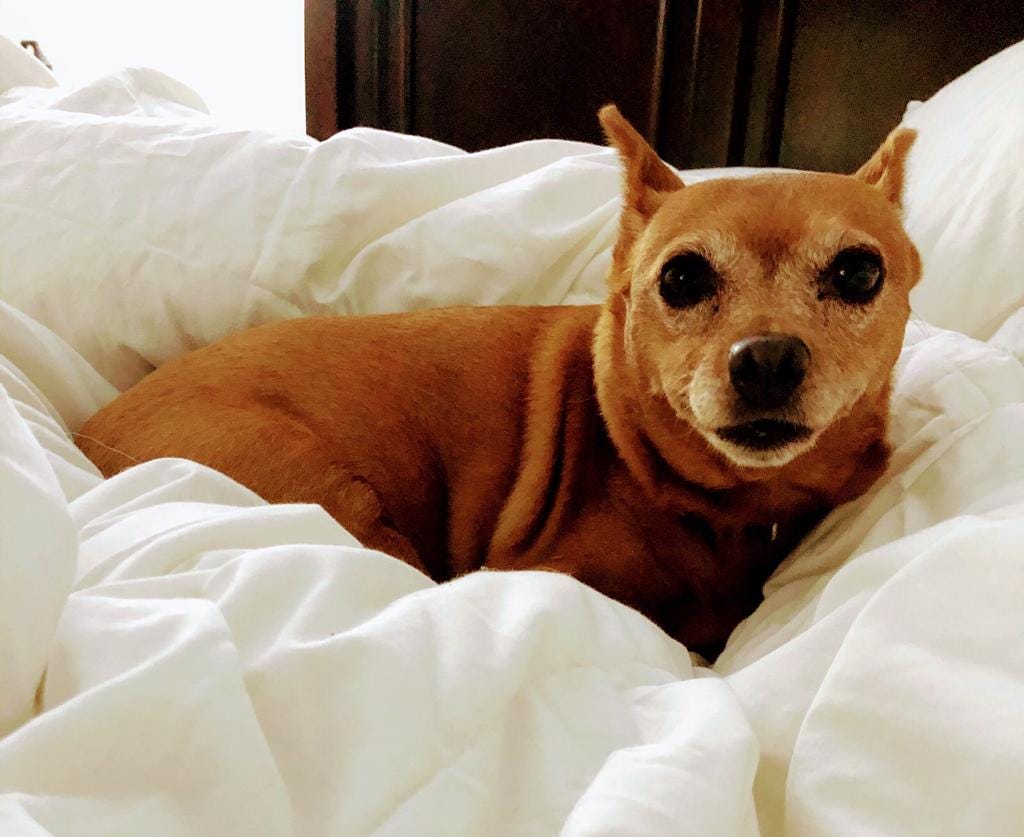 Dog looking slightly guilty with ears back and eyes wide, cuddled in Mom’s freshly cleaned comforter.