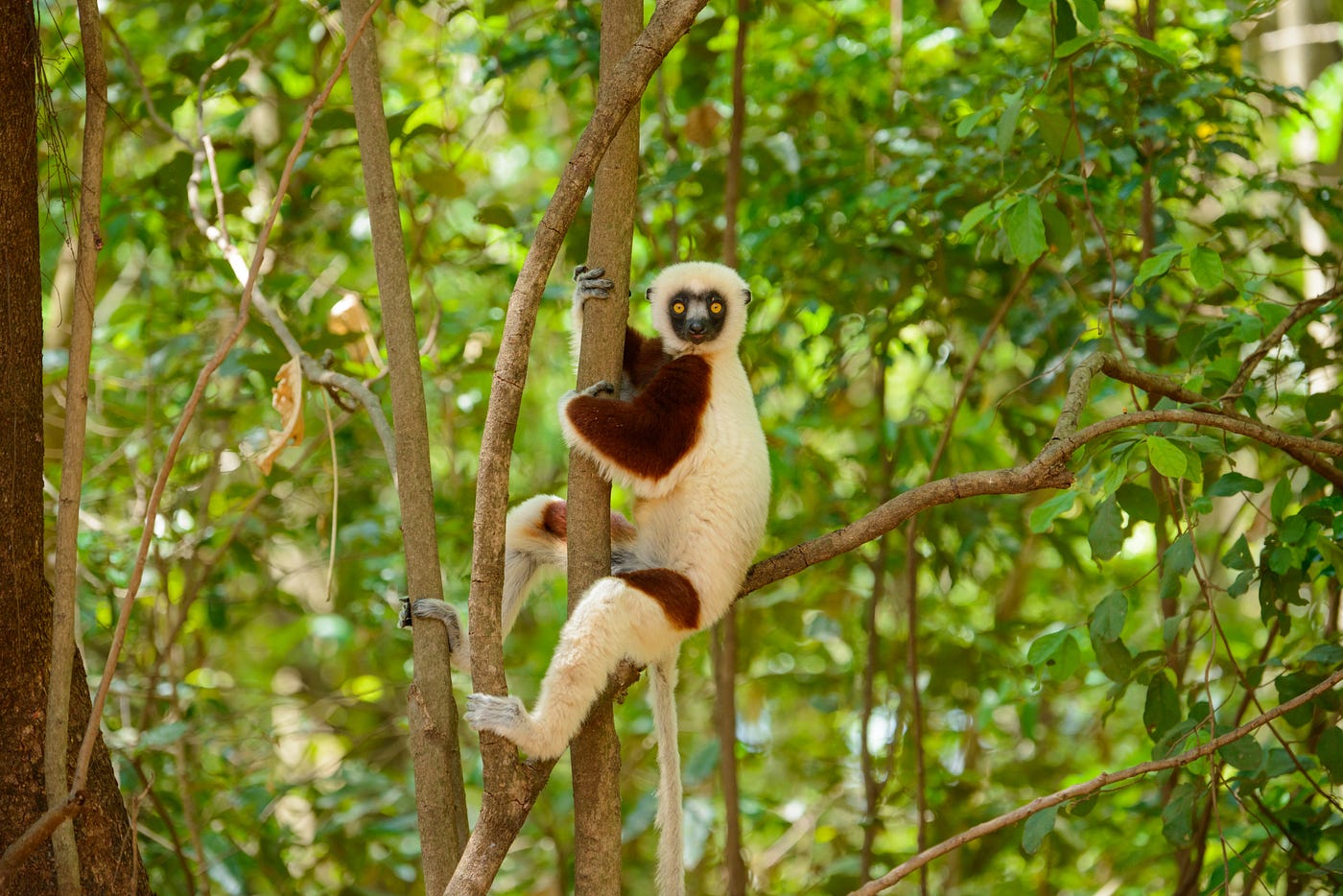 Why you should visit Madagascar | by Ferdy Christant | Ferdy Christant