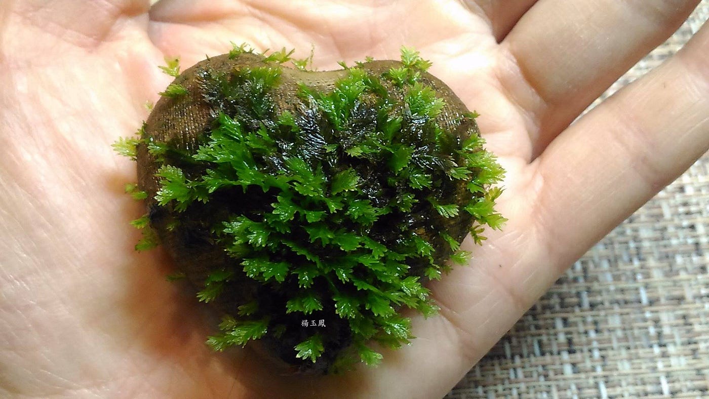 苔蘚學堂 鳳尾苔的培養 大部分的鳳尾苔個體都十分小 不到半公分 但長時間培養之後能有如綢緞的質感 大多數 By Yu Feng Medium