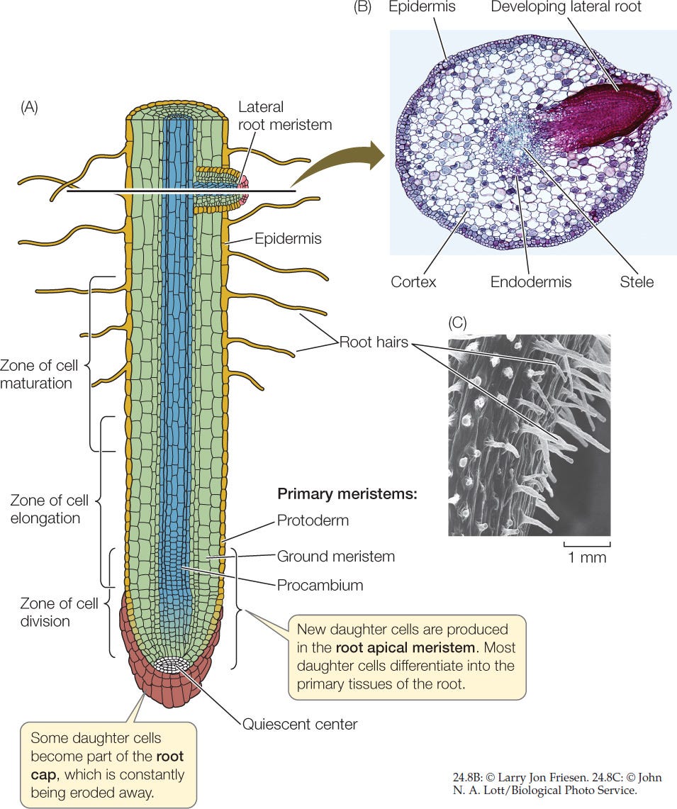 Mardi Gras. For Fat Tuesday this year, I’ve arrived… by Bernadette