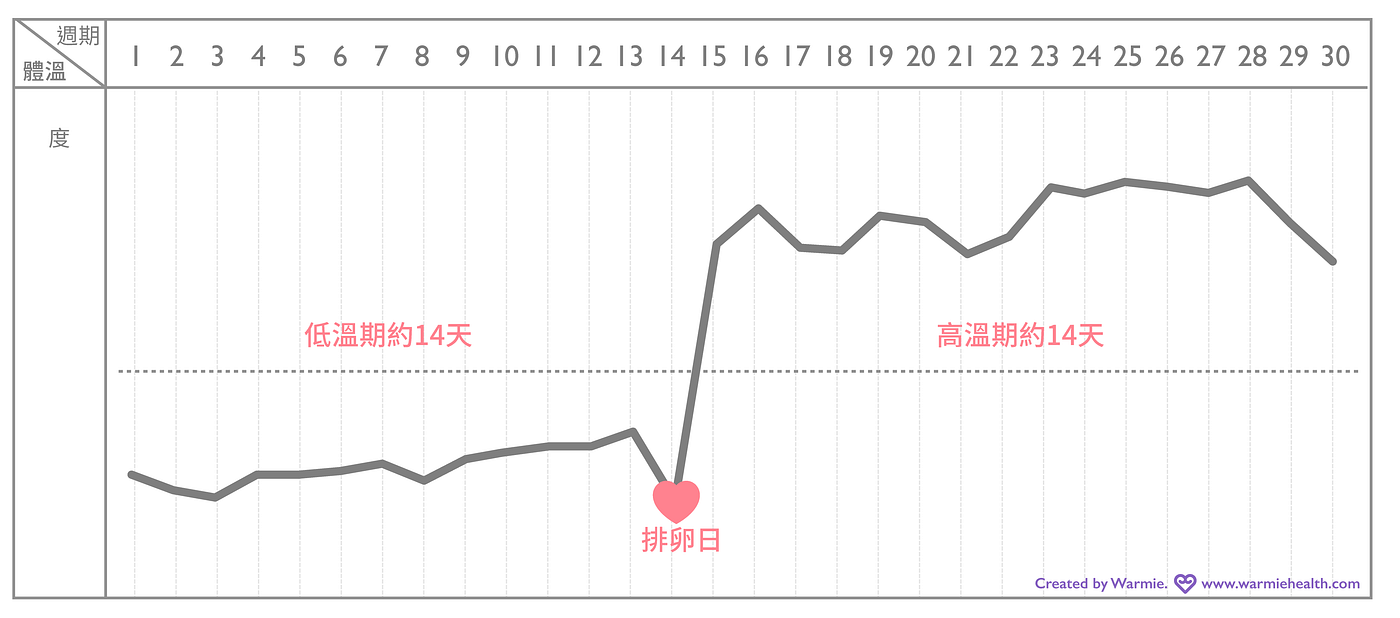 淺談基礎體溫 當卵巢排卵後產生 黃體素 會刺激 下視丘 的體溫調節中樞 基礎體溫將出現高低溫兩 By Warmie Medium 淺談基礎體溫 當卵巢排卵後產生 黃體素 會刺激 下視丘 的體溫調節中樞 基礎體溫將出現高低溫兩 By Warmie Medium