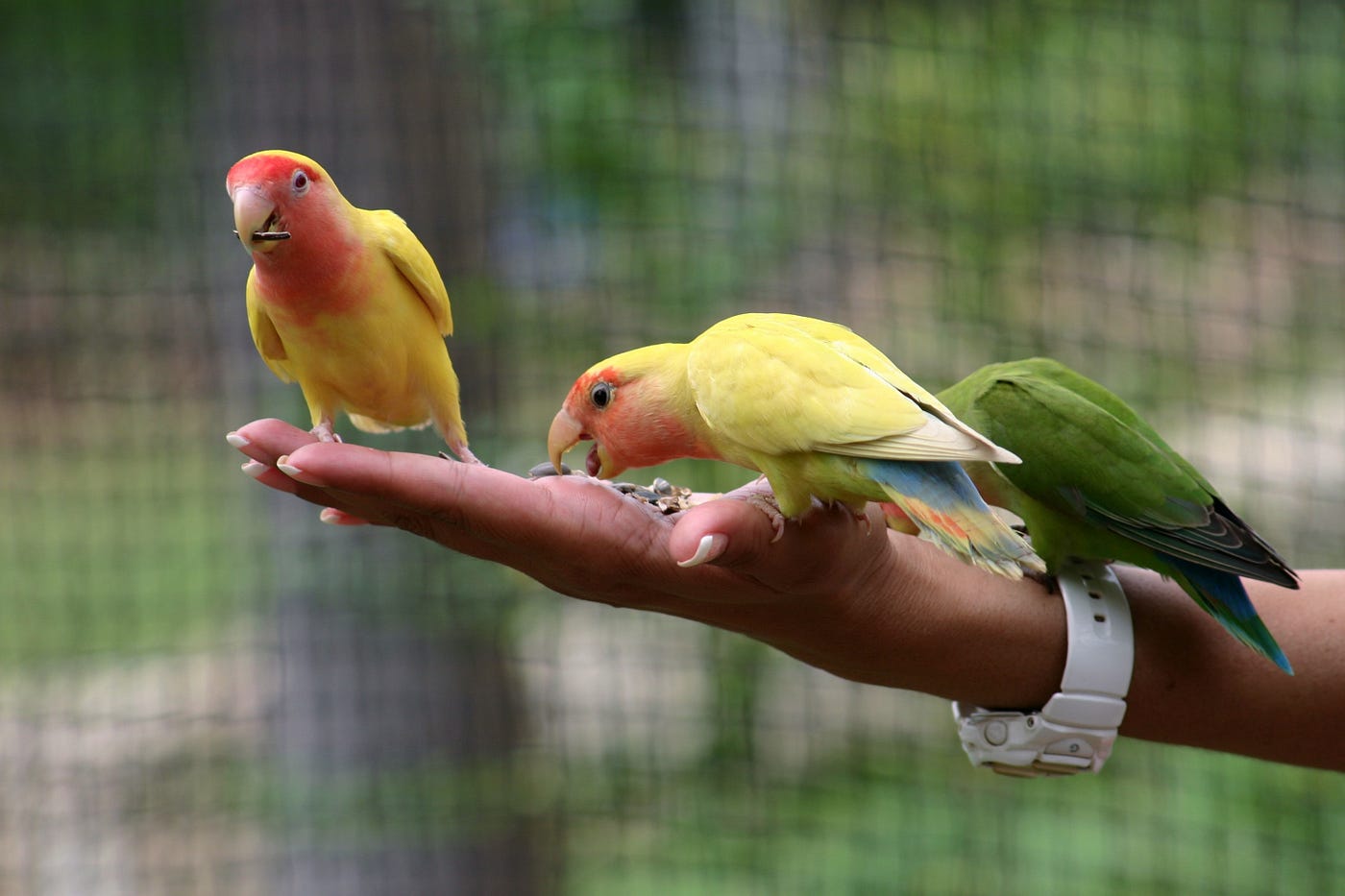 A Bird In Hand…. Or One in each hand, and some in the… | by Wistful writer | The Scarlett Letter | Medium A bird in hand…. or one in each hand, and some in the… | by wistful writer | the scarlett letter | medium