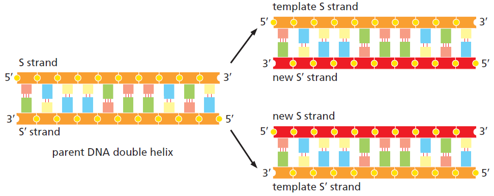 A simple summary showing how DNA is replicated starting with a single parental DNA molecule (in orange) whose strands separate and receive complimentary strands (in red), creating two newly synthesised daughter DNA molecules. Source in caption.