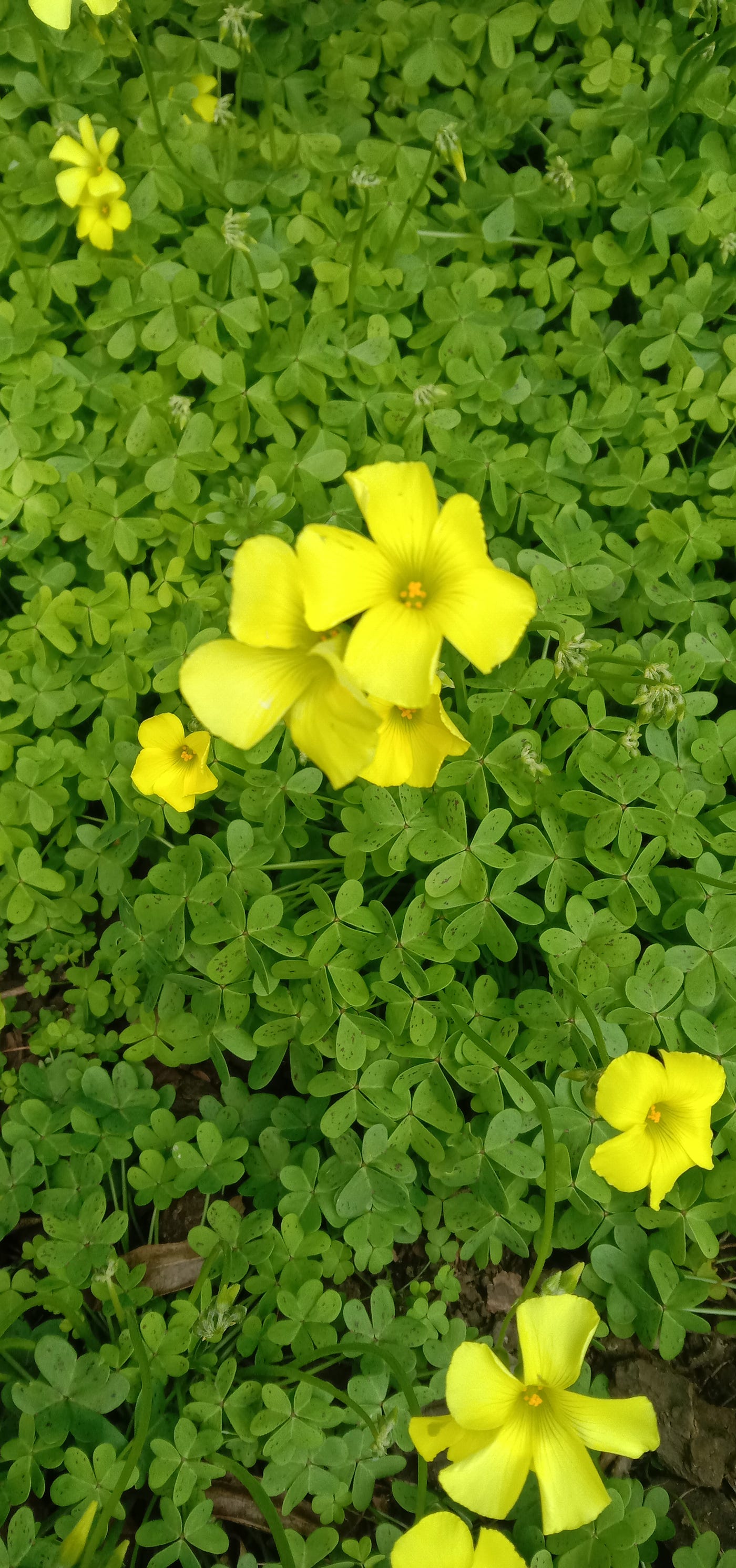 A small yellow flower called Oxalis