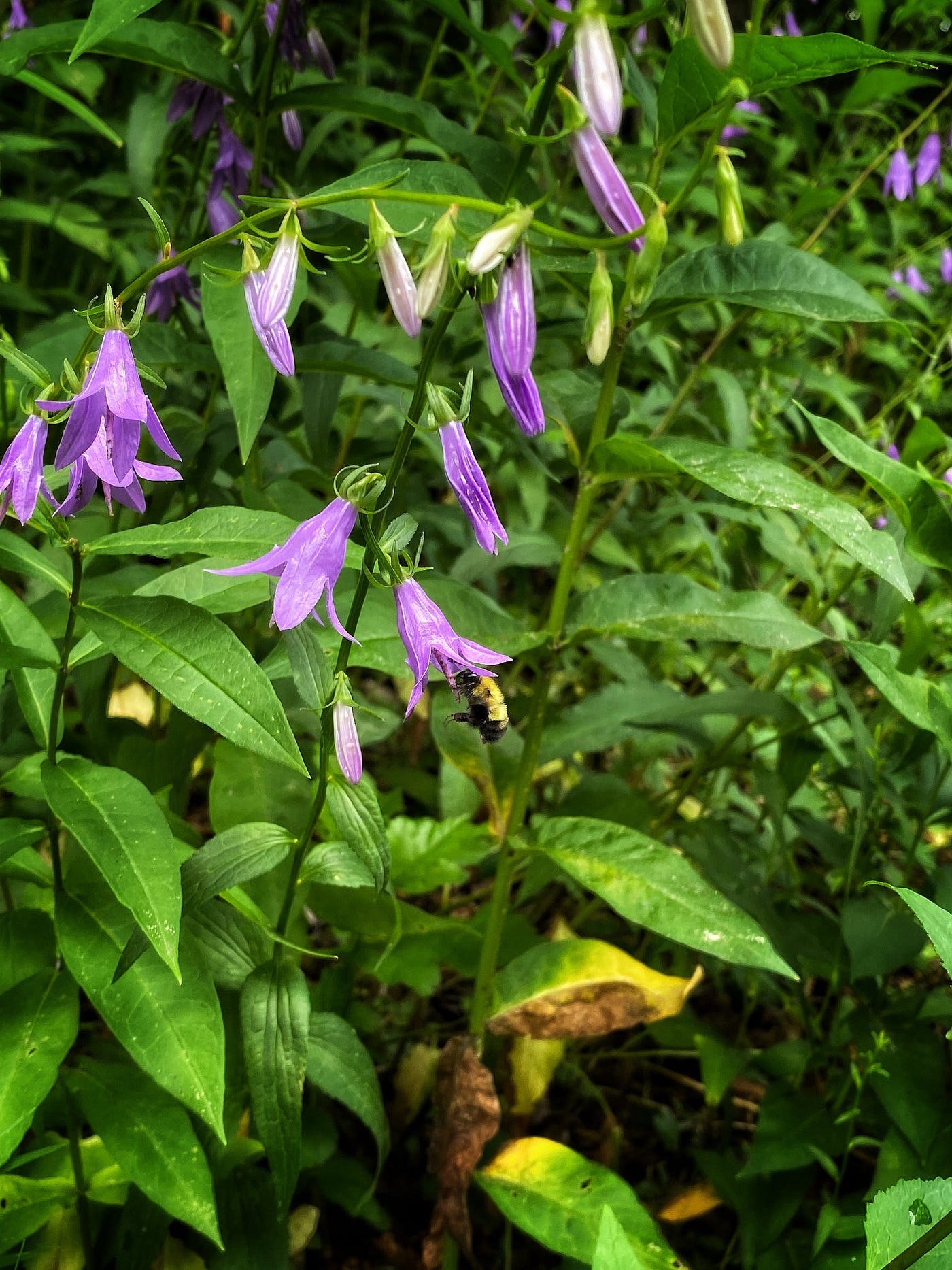 A bee hovers at the edge of a purple bellflower in a lush green garden.