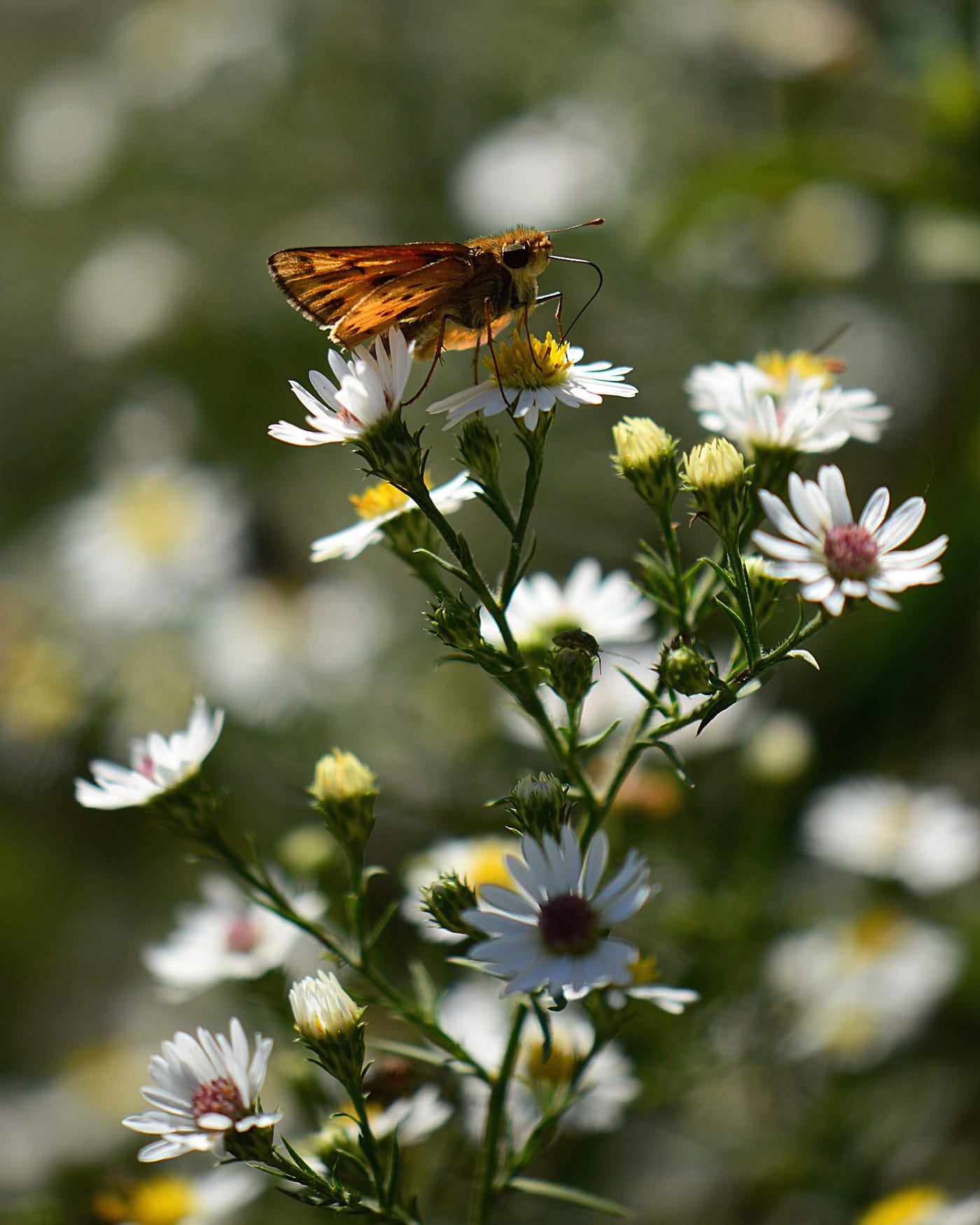 Wild Asters. a song of September wildflowers | by A. Christine Myers