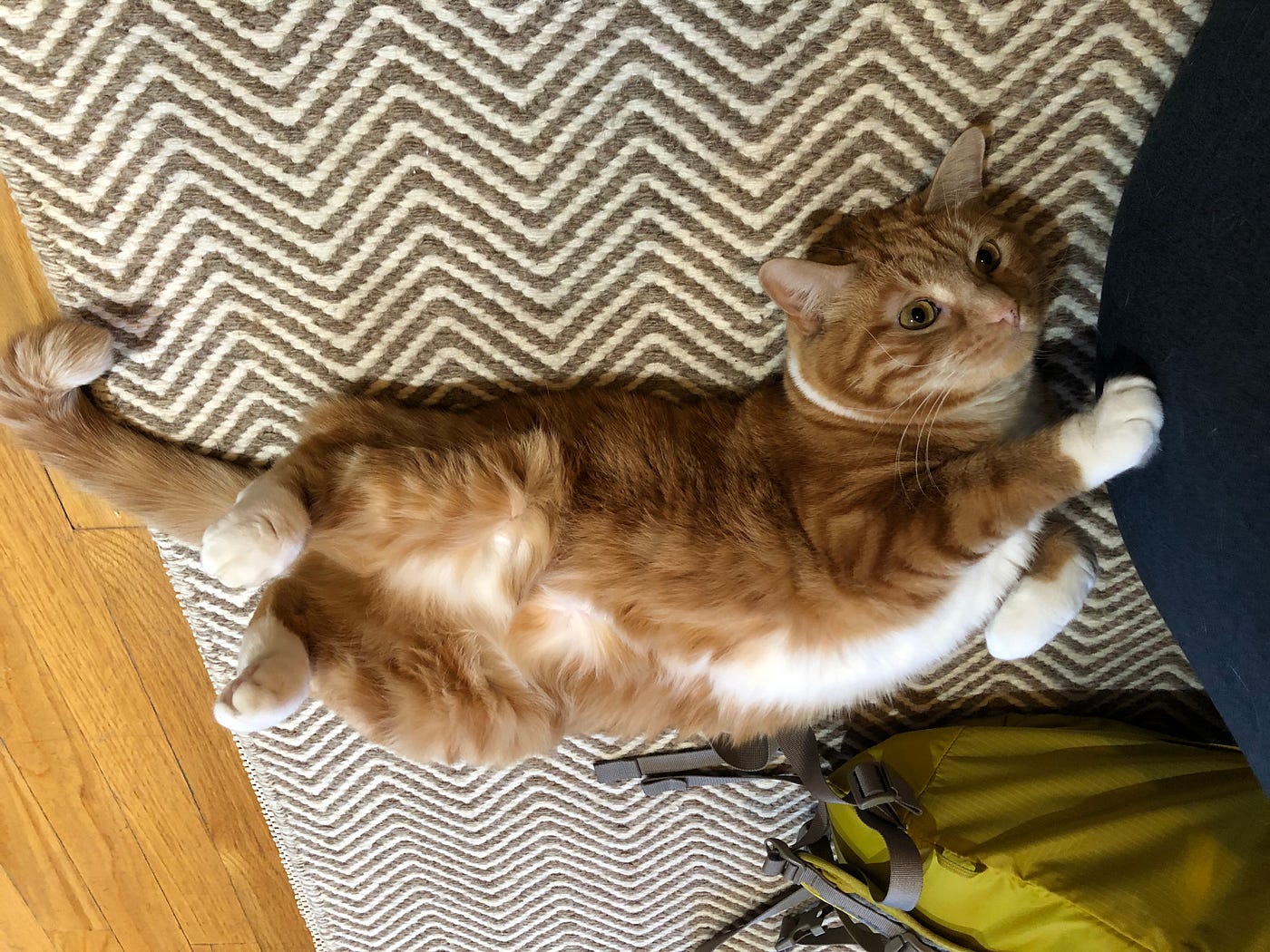 An orange tabby cat exposing its stomach
