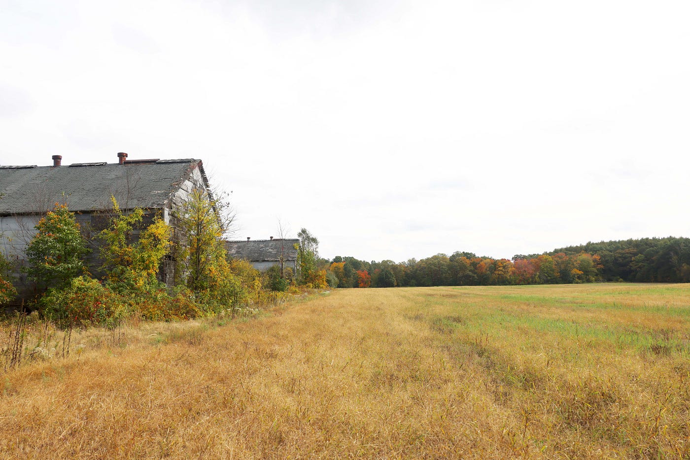 old tobacco barns at the edge of farm field