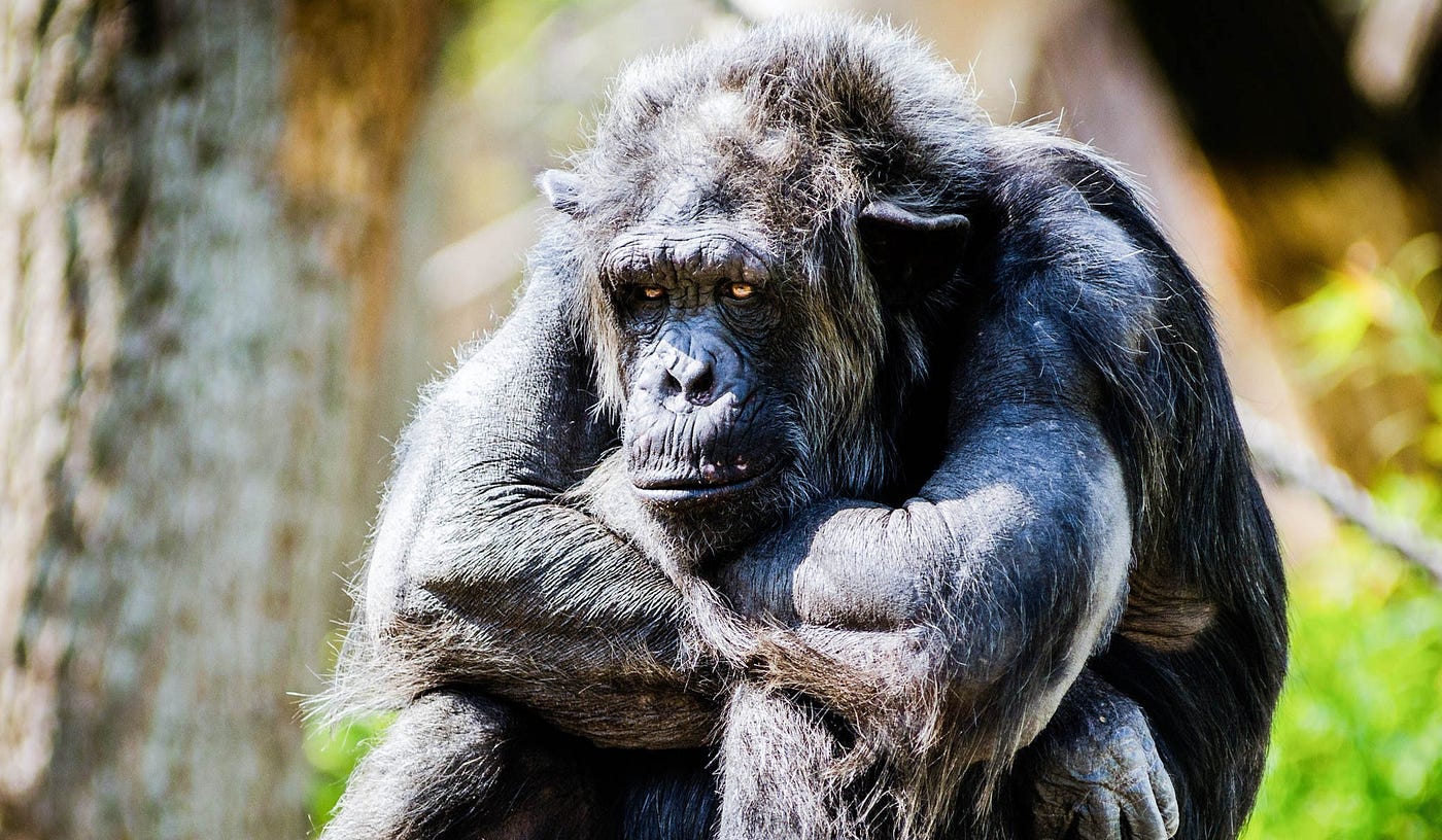 A silver back Gorilla looking sad
