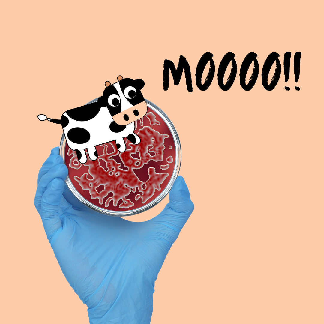 Lab grown meat for sale. cultured meat grown in a petri dish