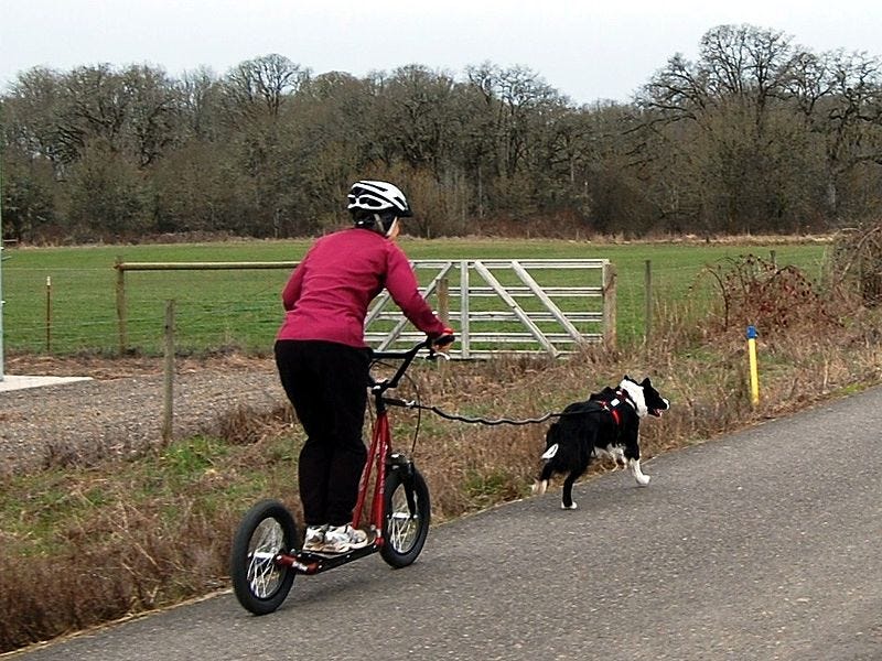 dog pulling sport