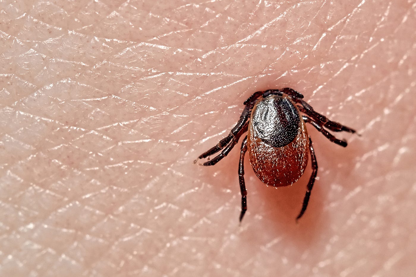A close up of a tick on a human hand