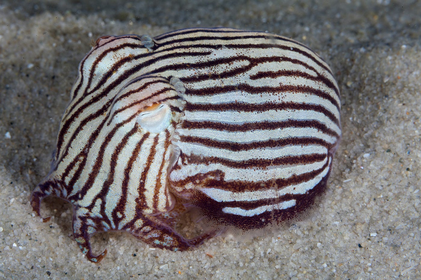 Photo of a striped pjyama squid underwater
