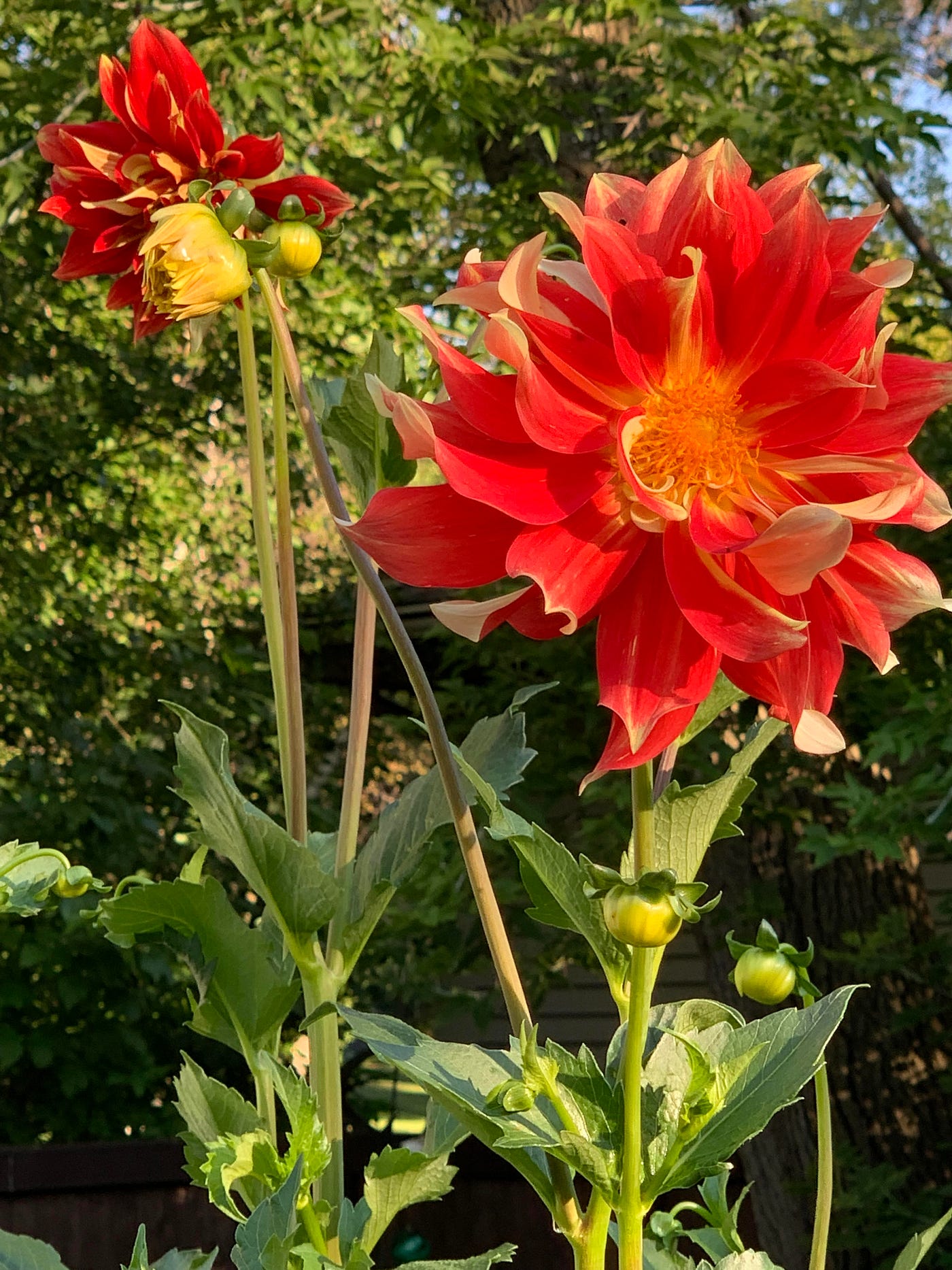 What a Bounty the Dahlias Brought by Annie Foley Aug, 2022 Med