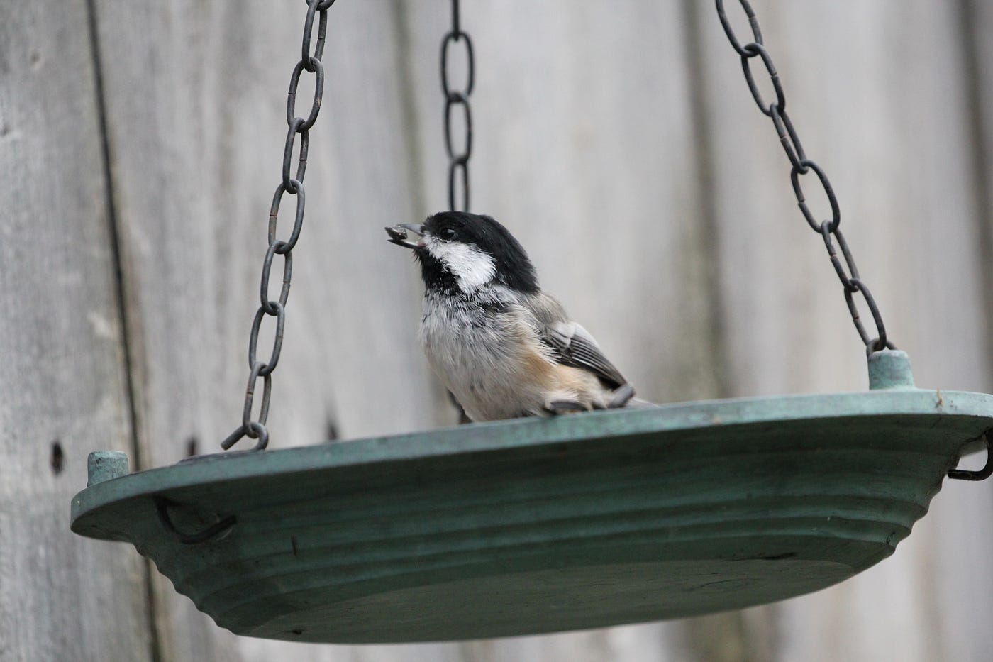 A black and white bird standing on a bird feeder platform.