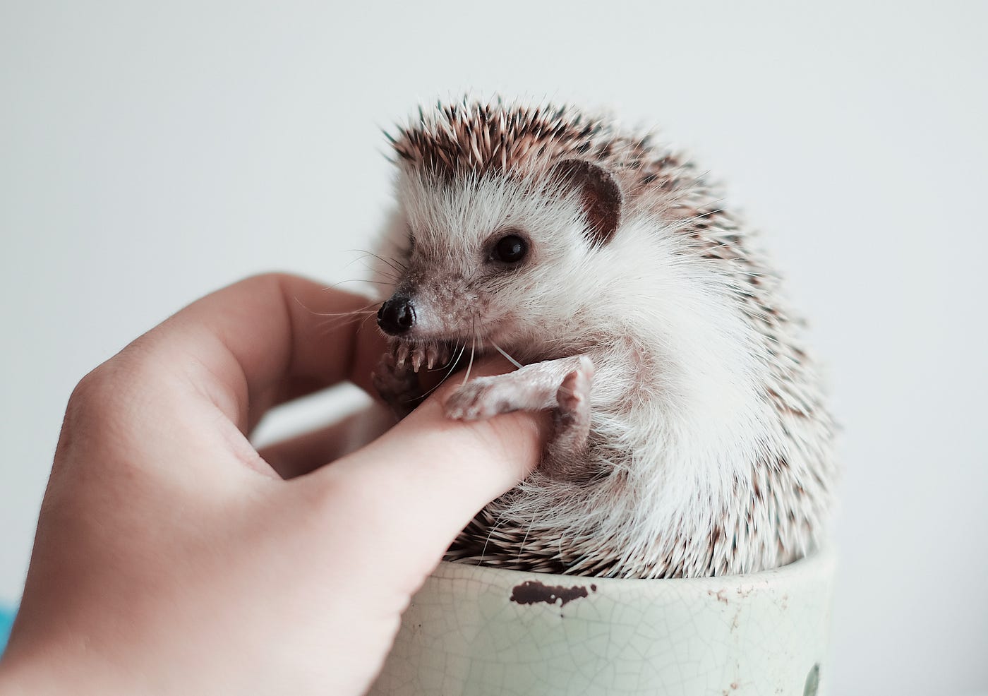 Cute hedgehog sitting inside a teacup as a hand is rubbing its belly.