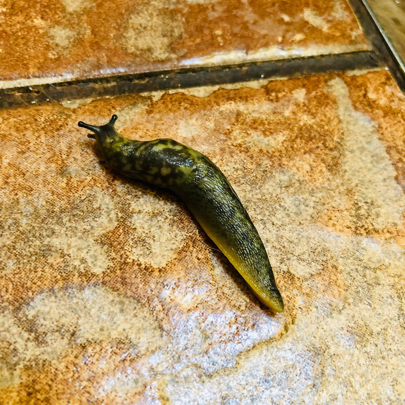 A sad and lonely-looking slug, making his way slowly across my kitchen floor.