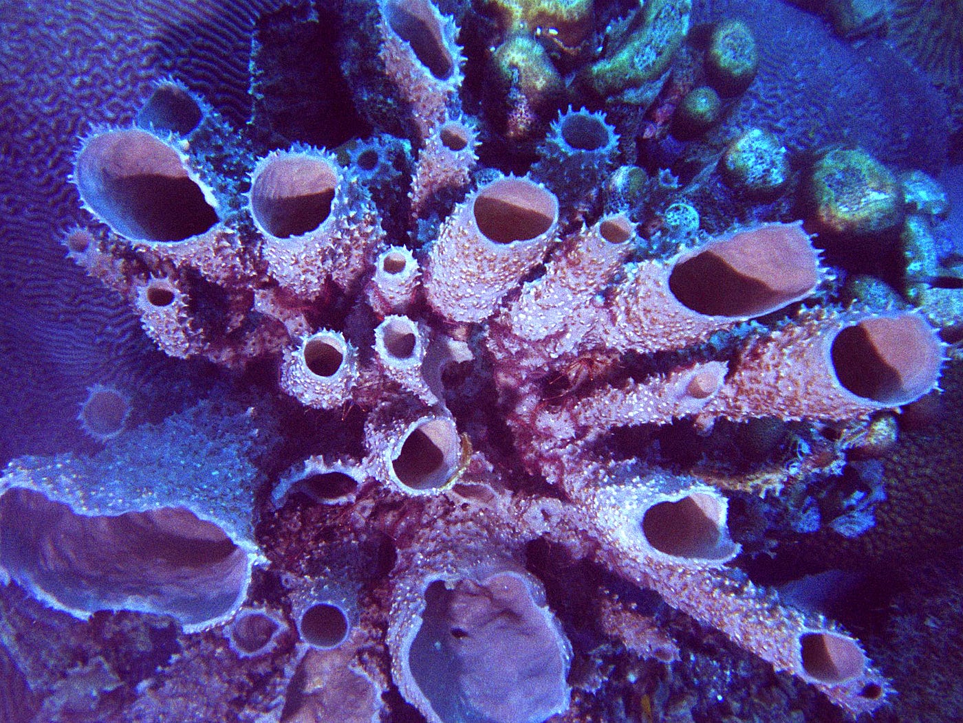 7 reasons why sea sponges are the coolest by Greenpeace UK Medium