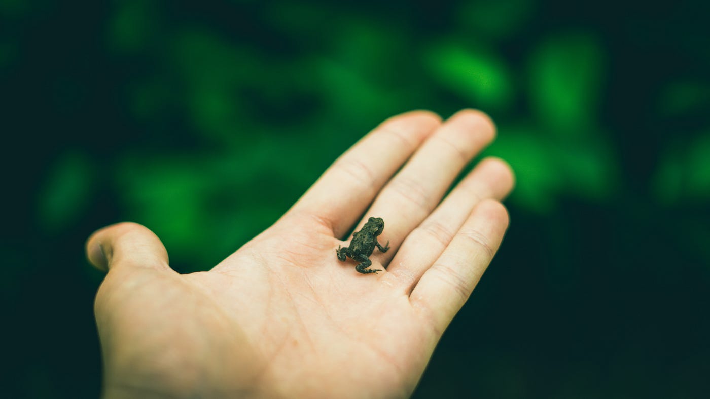 tiny frog in the palm of a hand