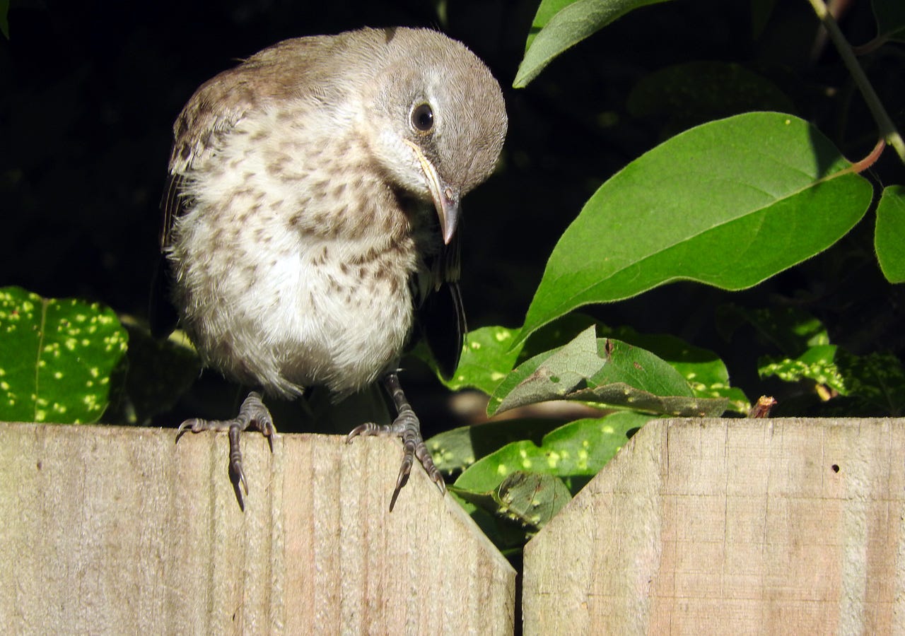 A May 2021 Mockingbird Fledgling on my fence