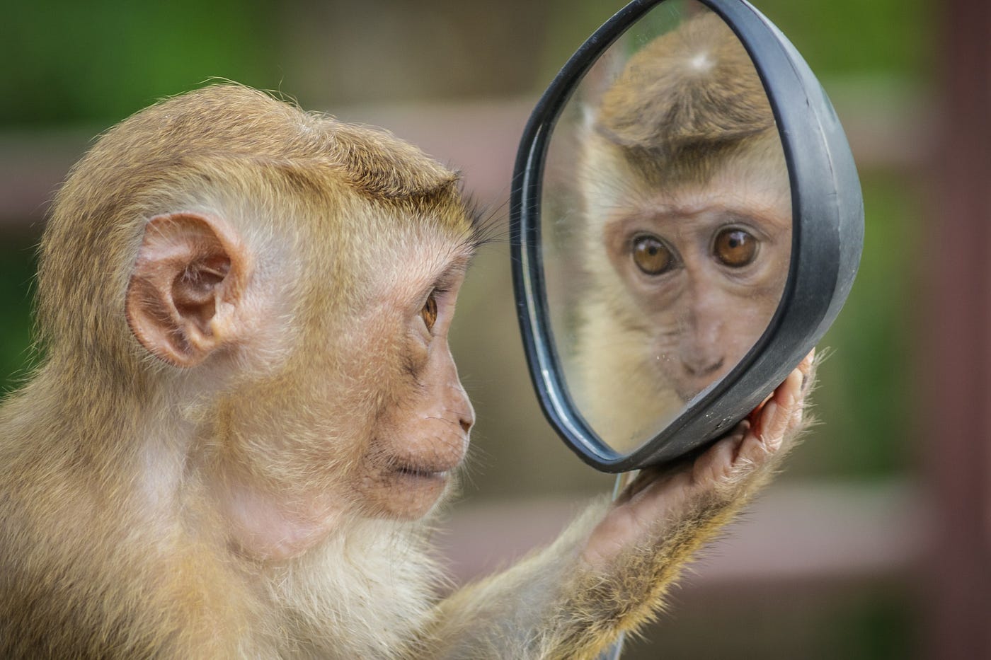 A monkey holds a mirror and looks at its own reflection