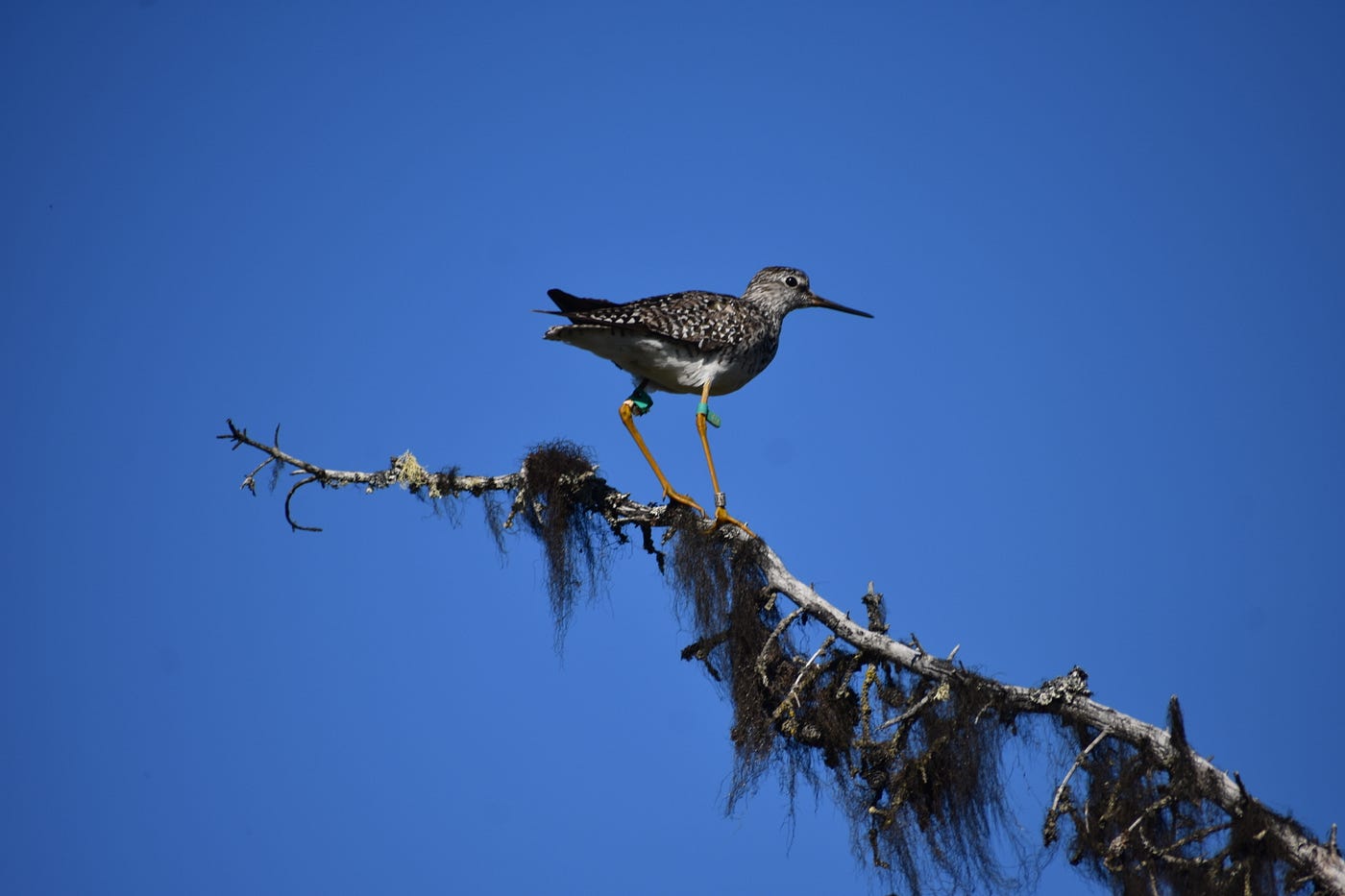 A lesser yellowlegs with leg bands perches on a branch