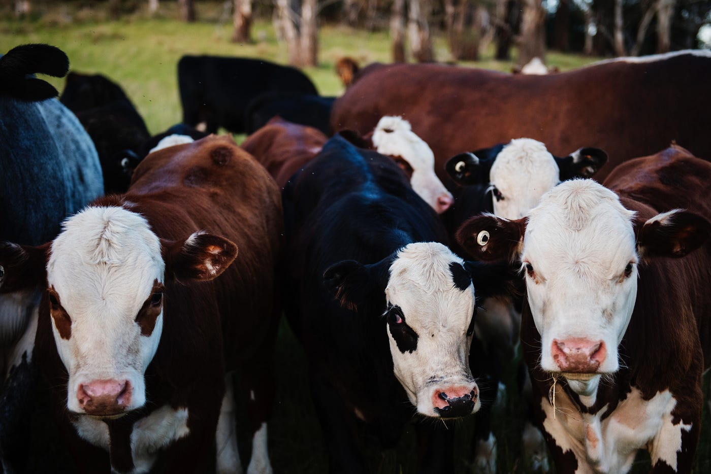 Remarkable Benefits of Cow Milk. India is the highest producer and