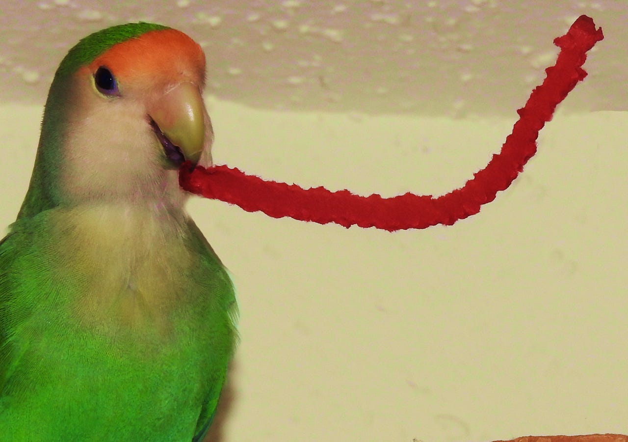 Peachfronted Lovebirds Shredding Paper, Yes, Male Lovebirds Shred Paper Too…