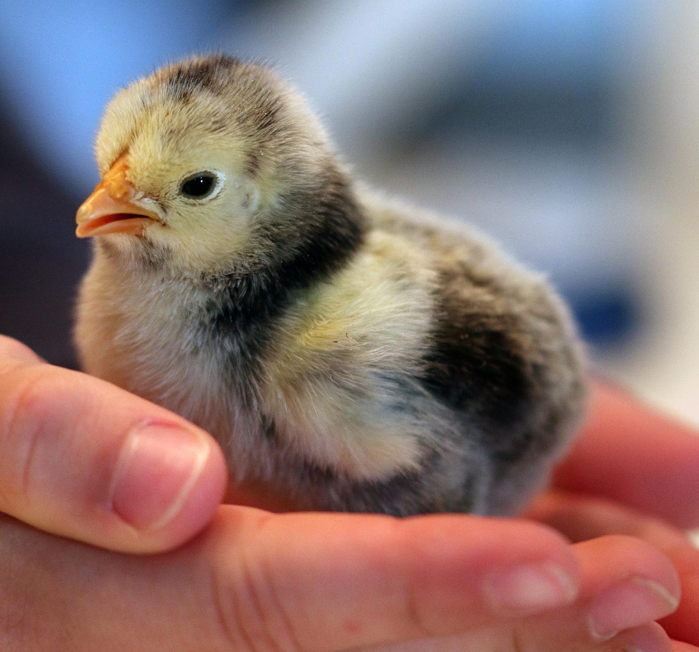 a child is holding a multicolored baby chick in their hand.