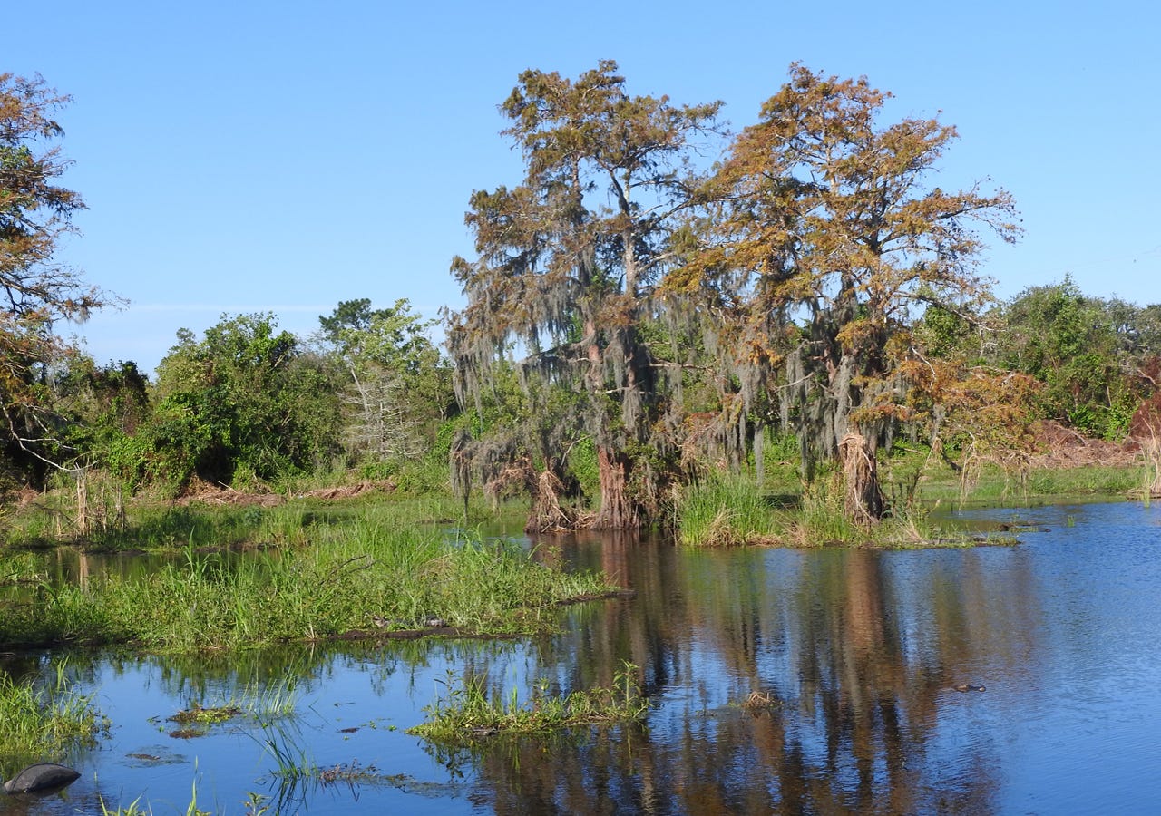 Fish pond at Fontainebleau State Park, Louisiana