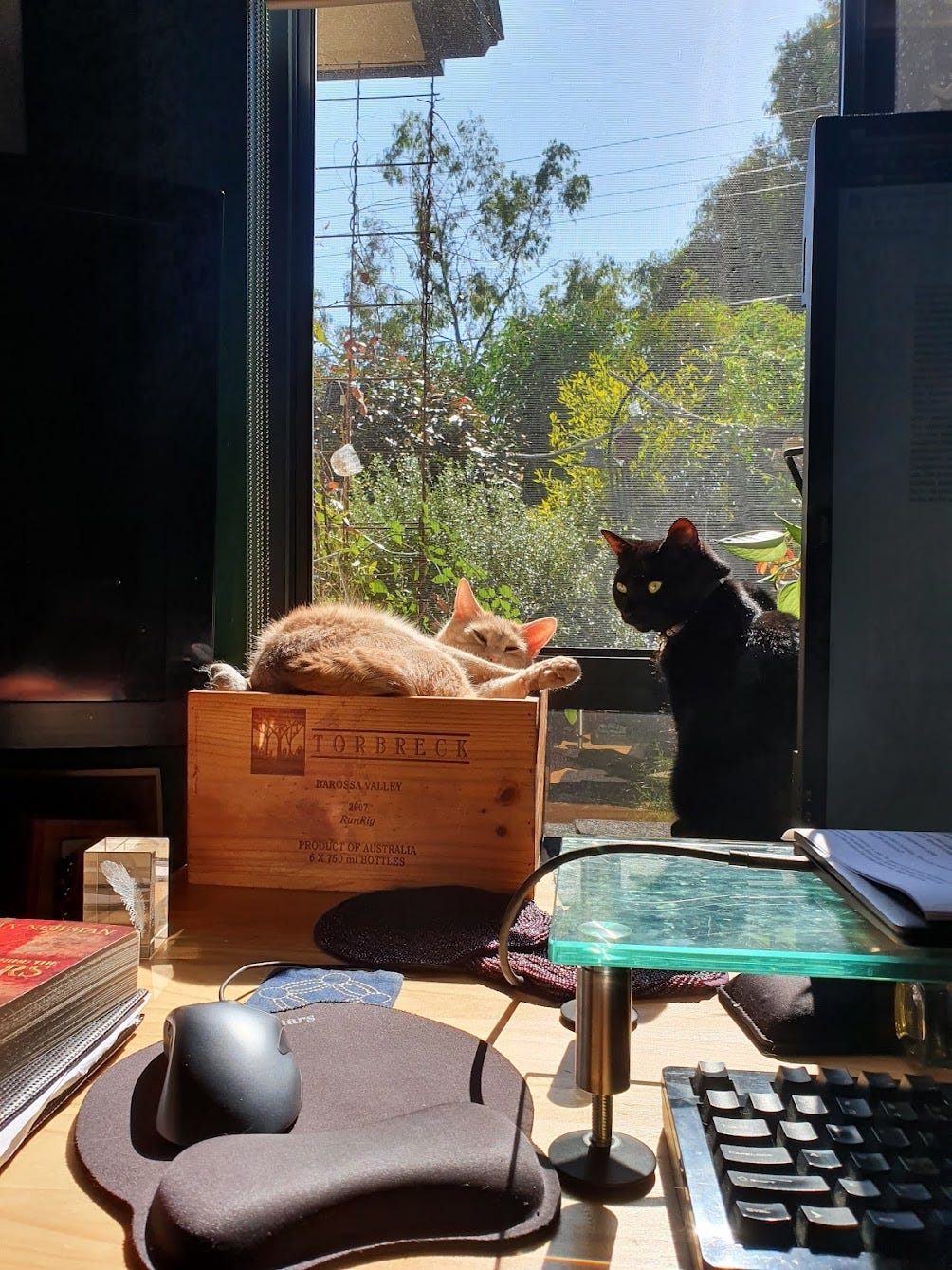 Two cats sitting on a desk looking out the window