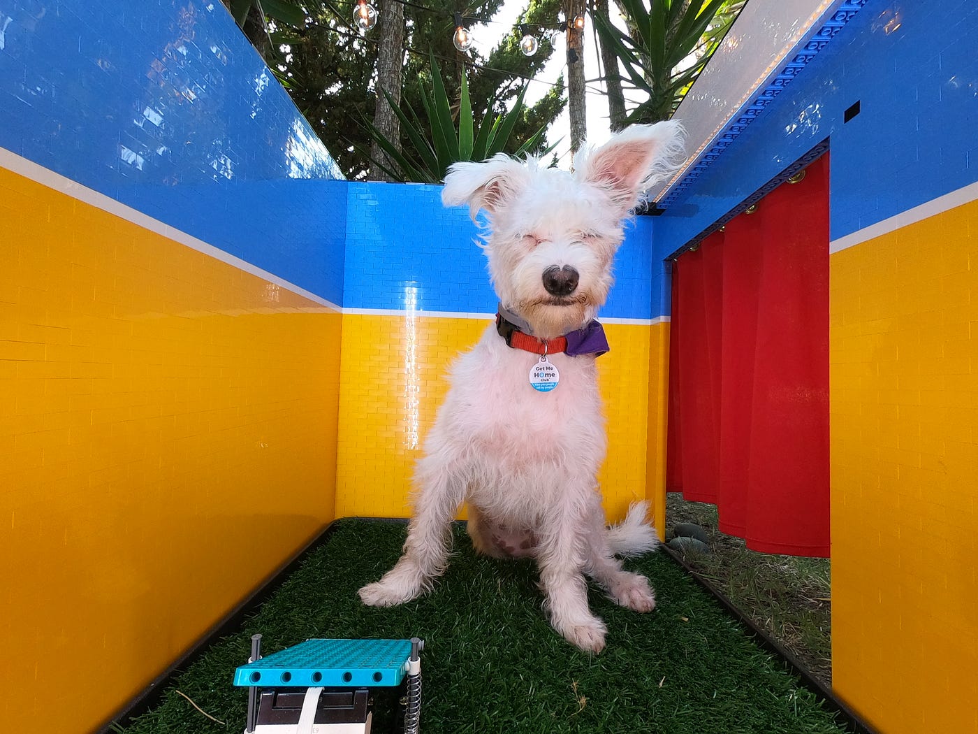 A cute squinting white dog sits near a foot pedal inside a colorful “photo booth” with an open air top and trees behind them