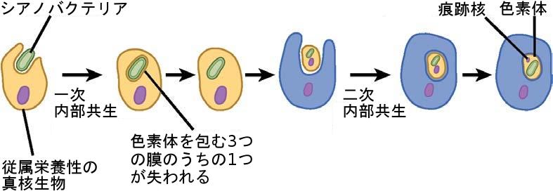 生物学 第2版 第23章 原生生物 Japanese Translation Of Biology 2e By Better Late Than Never Medium