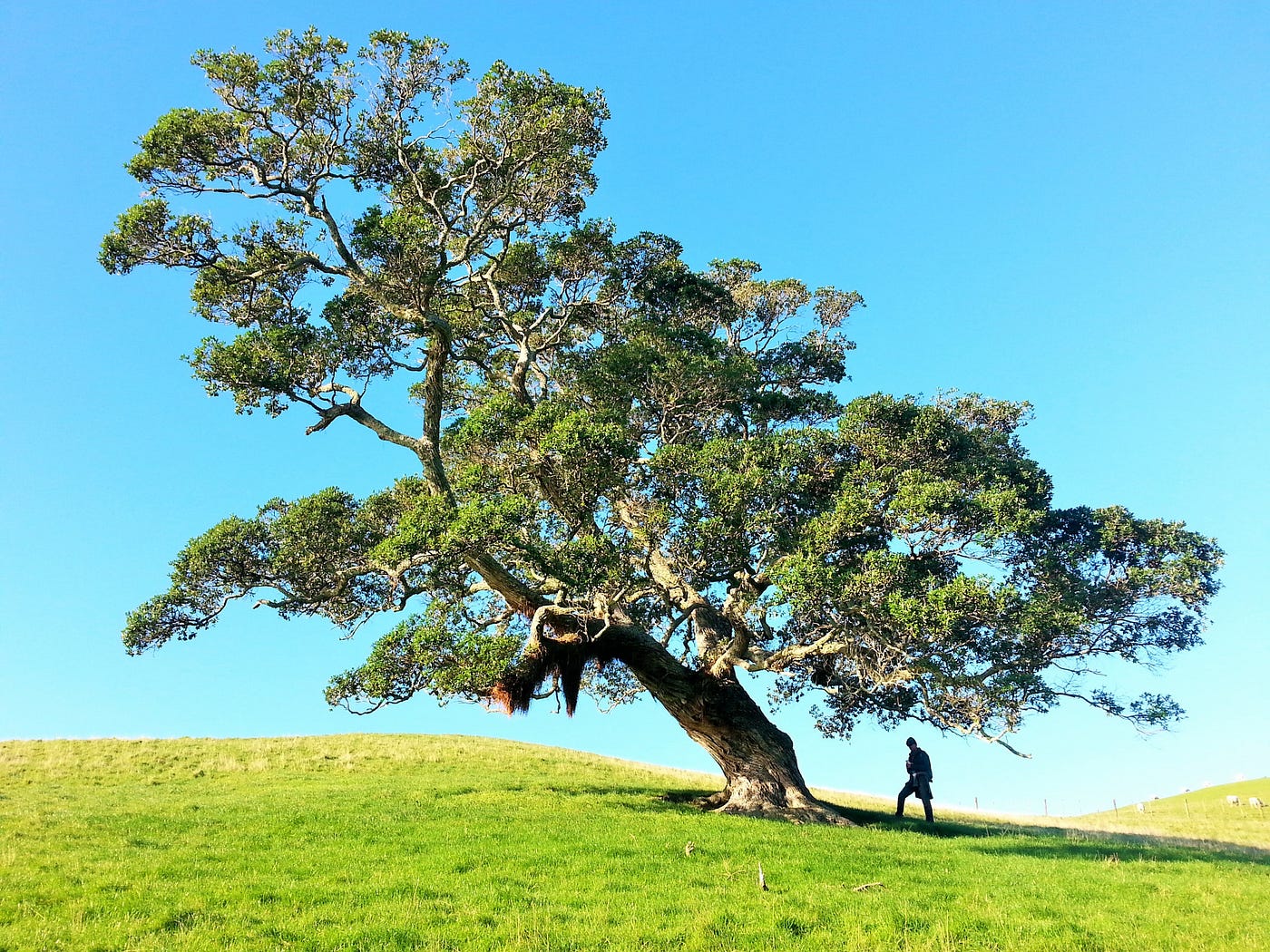 A man under a tree in daytime