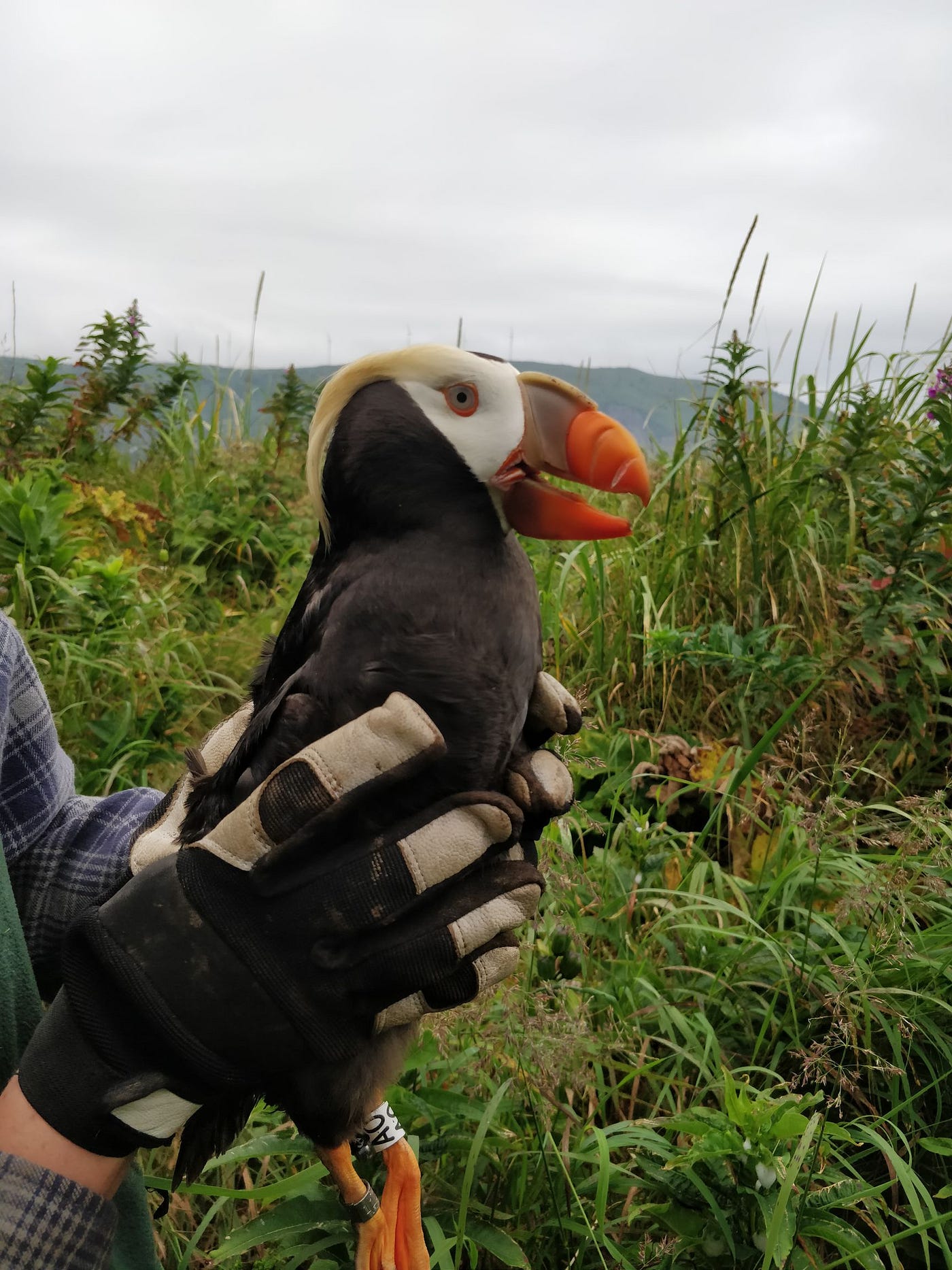 Gloved hands hold up a tufted puffin with a band and transmitter on its legs.