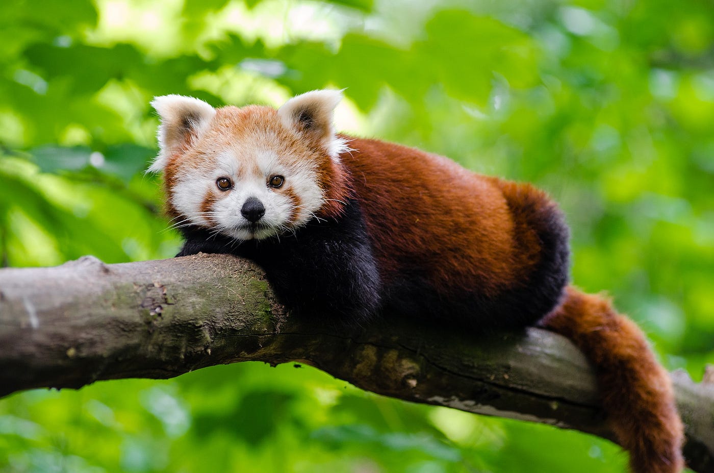Data Handling Using Pandas: Cleaning and Processing | by Saptashwa  Bhattacharyya | Towards Data Science