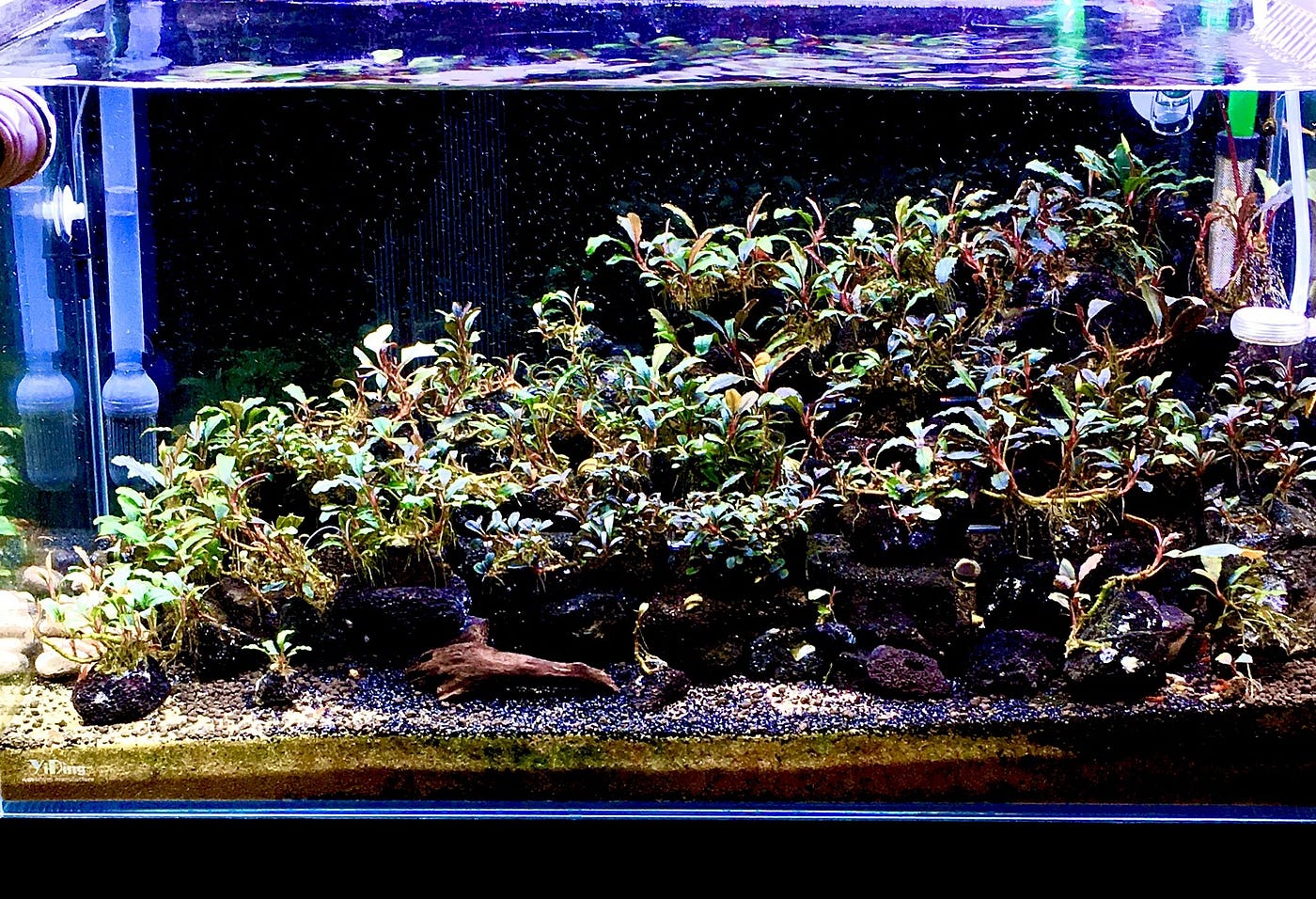 Bucephalandra in aquarium