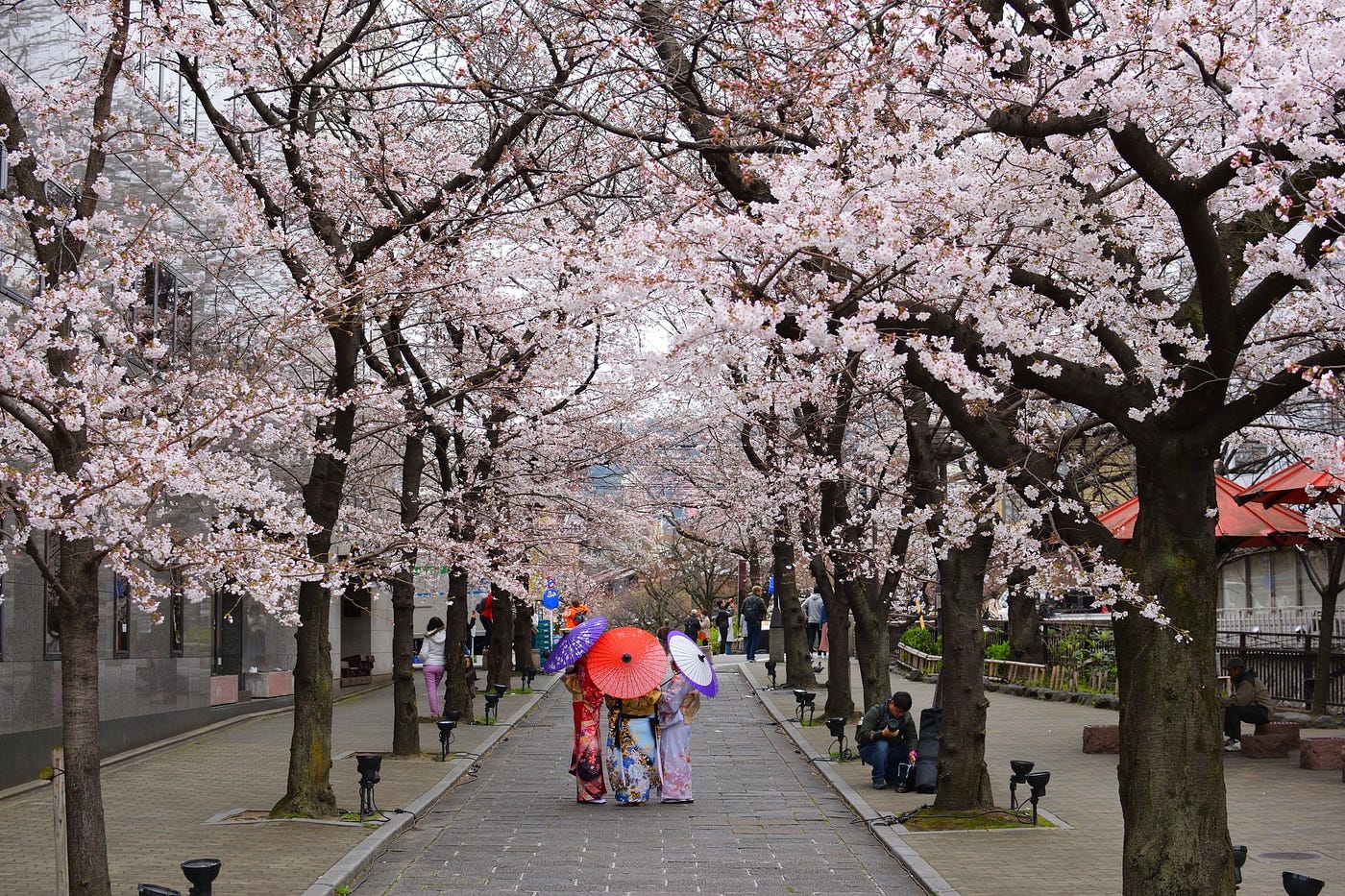 Three women in kimonos walk along a path lined with blossoming Sakura trees