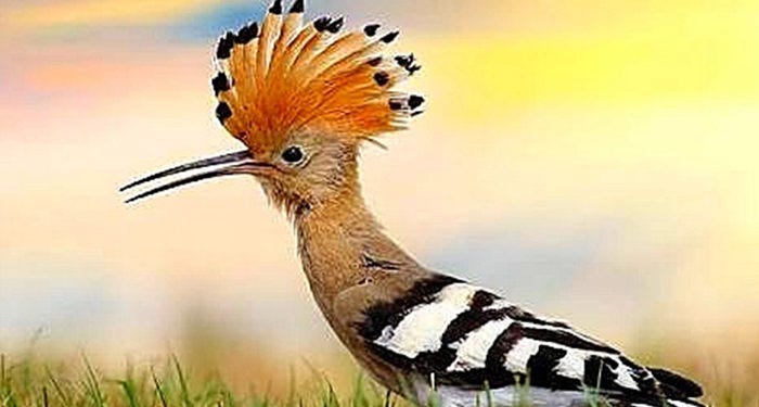 4 Burung yang Disebutkan dalam Alquran | by David Gea | Jul, 2020 | Medium