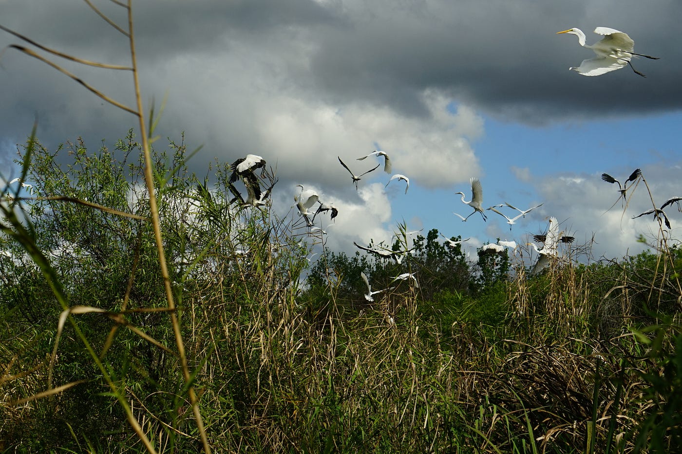 Birds take flight — Wood storks, great egrets