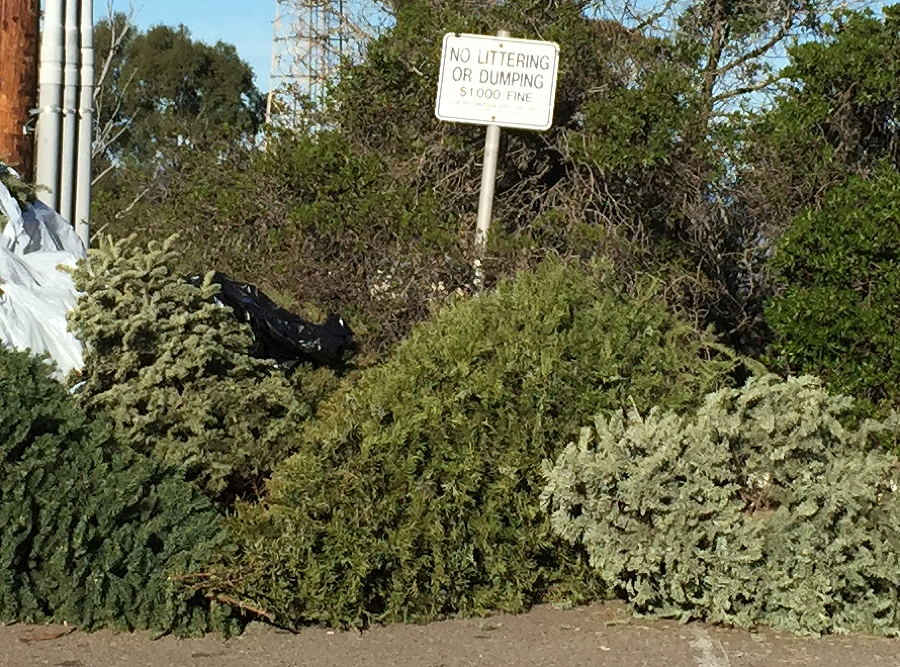 On Top Of Mt. Soledad, Where La Jolla’s Christmas Trees Go to Die by
