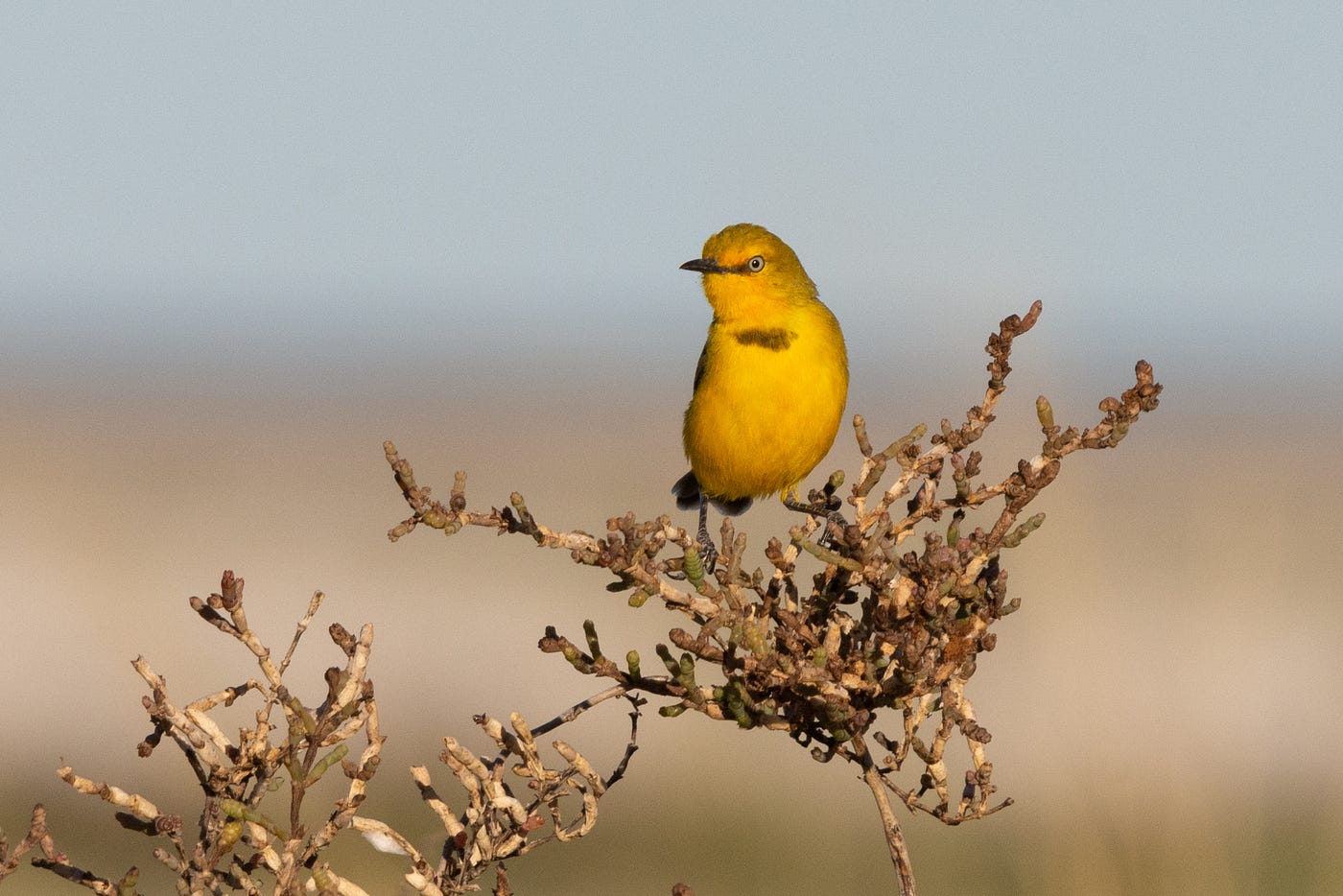 Small bright yellow bird with pale blue eyes and black mark on chest, perched on dead vegetation, against a backdrop of blue sky and pale grass.