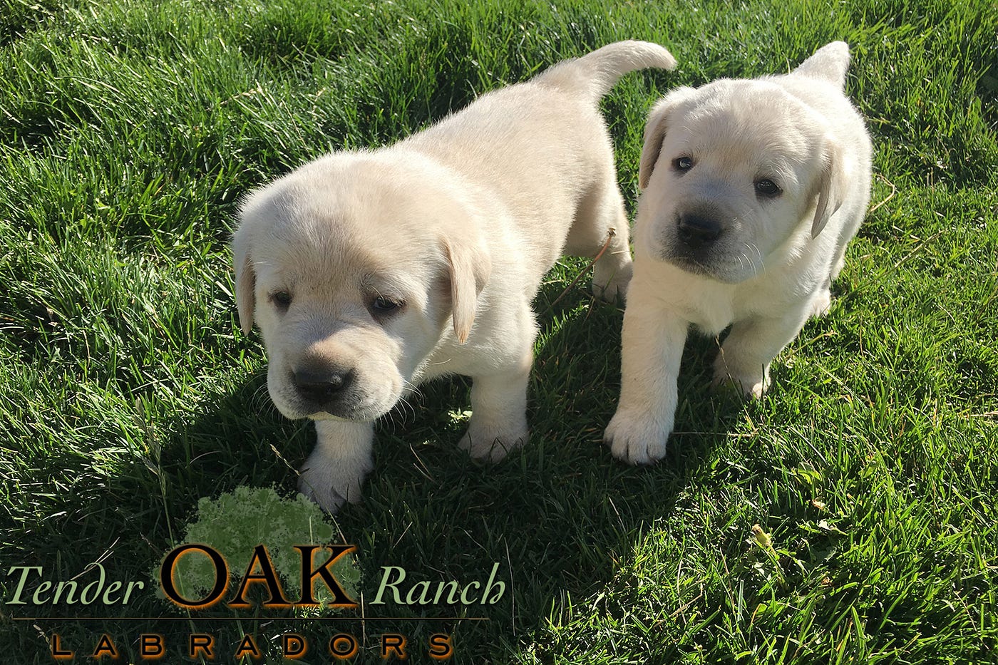 How to Buy a Labrador Retriever Puppy by Tender OAK Labradors Medium
