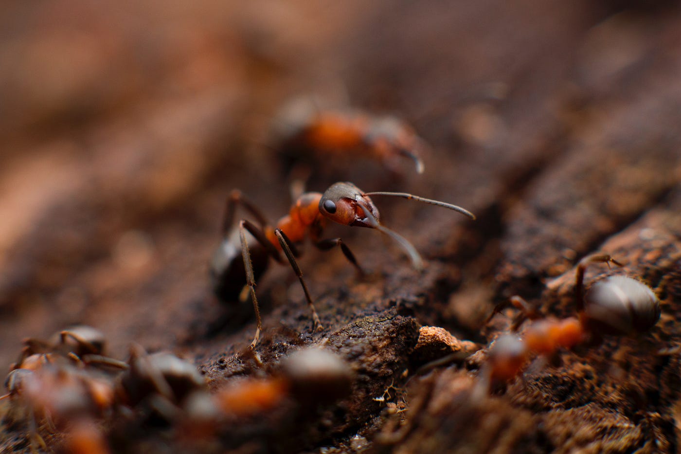 Por qué las hormigas cargan hojas? | by Rafa Lobomar | EÑES | Medium