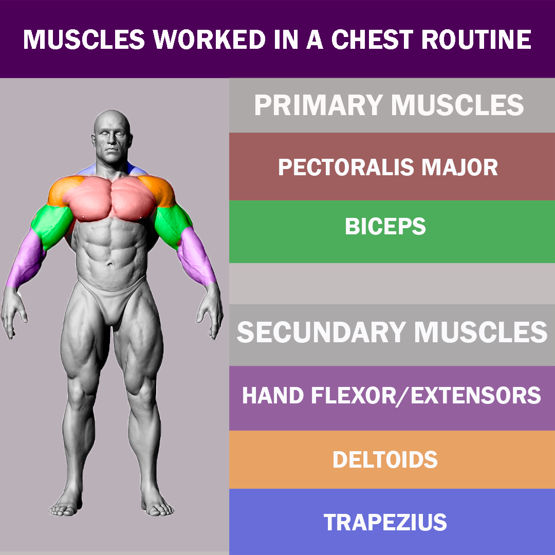 MUSCLES THAT YOU WORKED IN YOUR ROUTINES by SILVERBARS Medium